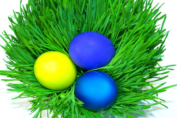 Easter holiday. Color eggs on the grass on white background.