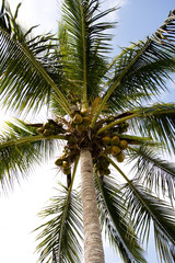 yellow coconuts growing on tropical palm tree