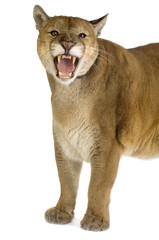 Puma (17 years) - Puma concolor © Eric Isselée