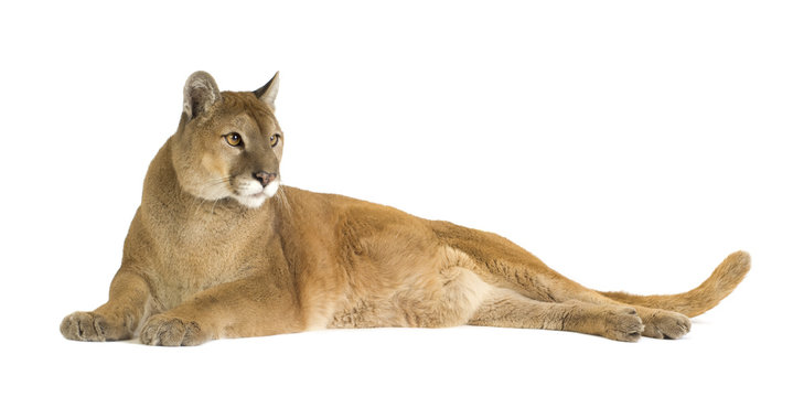 Portrait of Beautiful Puma on a transparent background in PNG