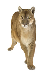 Fototapeta premium Puma (17 years) - Puma concolor