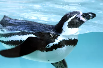 Foto op Plexiglas Pinguino 3 © Lsantilli