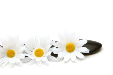Fototapeta na wymiar Massage stones and daisies on white background