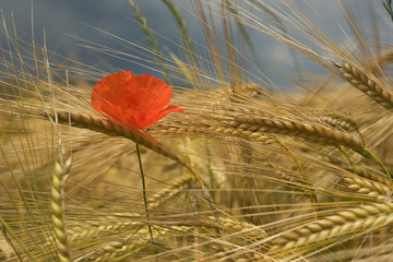 Poppy in the medium of a corn field in summer. © Christophe Baudot