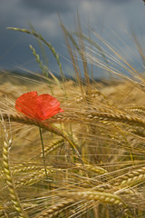Poppy in the medium of a corn field in summer. © Christophe Baudot
