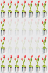 tulpen in der büchse