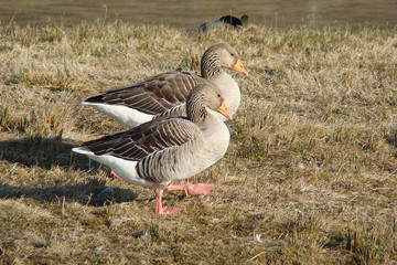                                Oies cendrée,Somme,Picardie