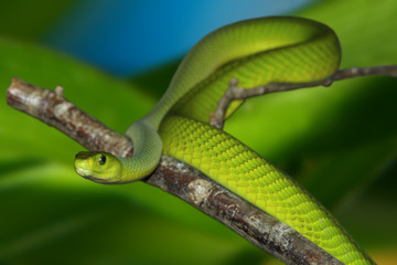 Green mamba with clipping path