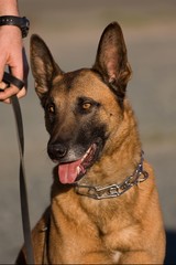 Belgian Shepherd