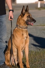 Belgian Malinois