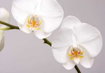 Fototapeta na wymiar Macro Orchid Flower Blossoms