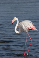 Rosaflamingo