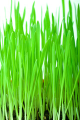 Fototapeta na wymiar green grass with ground