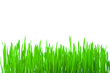 Fototapeta na wymiar Izolowane zielona trawa