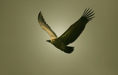 Valiant Vulture