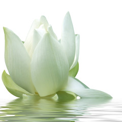 fleur blanche de lotus