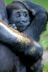 Western Lowland Gorillas