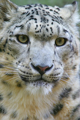 Snow Leopard