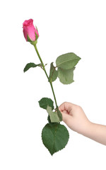 One pink rose in a hand on a white background