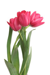 Three red tulips on a white background