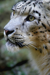 Snow Leopard