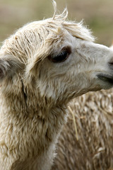 Fototapeta premium Llama