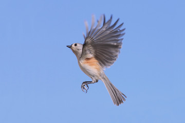 Bird In Flight