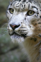 Snow Leopard