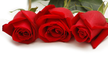 Red roses isolated on the white background
