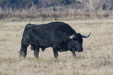 taureau