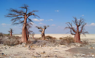 Fototapete Rund Baobab-Bäume auf der Insel Kubu © Arjan Huijzer