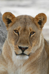 Closeup of Lioness