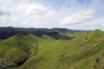 Obraz premium wegetacja