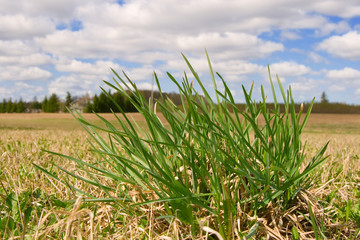 First grass on a spring field