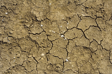 dry ground