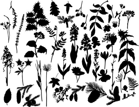 plants silhouette