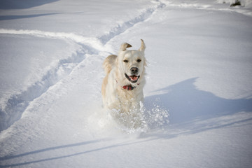 Happy dog running