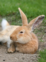 Osterhase macht Pause