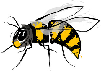 Wasp illustration