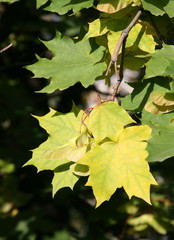 Maple yellow and green leaves in september
