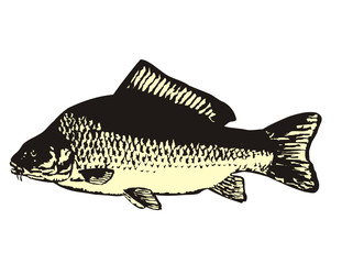 Carp vector