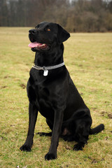Labrador