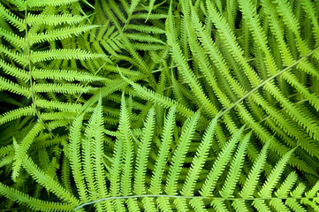 Dynamic Fern composition