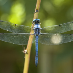 Beautiful blue dragonfly perched on branch - square format