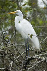 White Crane