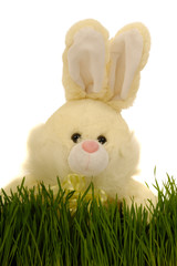 Easter bunny in grass and white background.