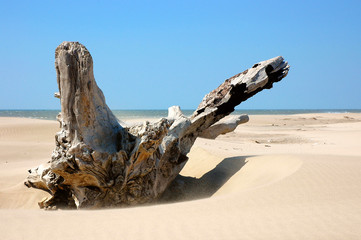 tronco d'albero portato dal mare sulla spiaggia - obrazy, fototapety, plakaty