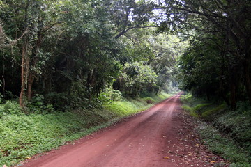 Fototapeta premium Sigue tu camino