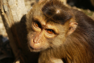 Obraz premium Macaque rhesus
