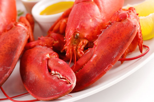 Lobster